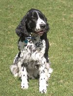 Cute English Springer Spaniel dog