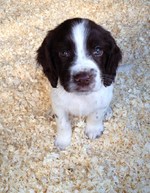 Cute English Springer Spaniel puppy