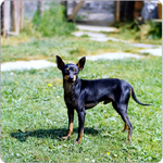 Cute English Toy Terrier(Black Tan) dog