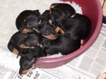 Cute English Toy Terrier(Black Tan) puppies