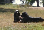 Cute Epagneul Bleu de Picardie dogs