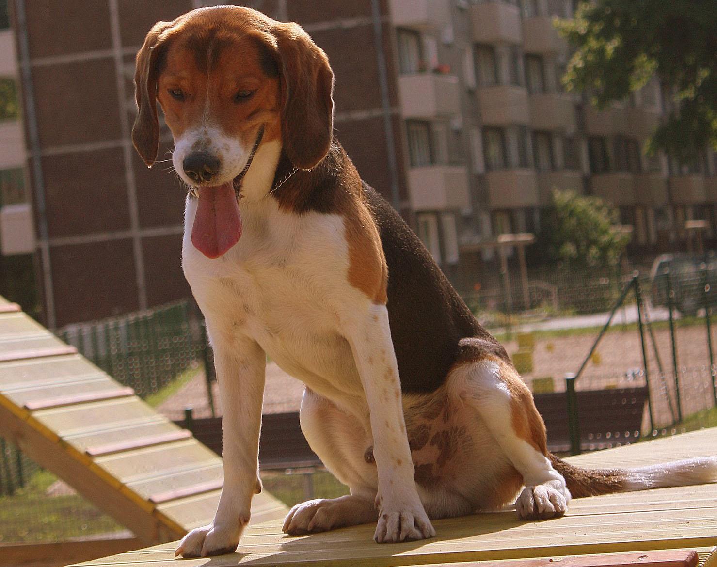 are estonian hound aggressive