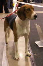 Cute Estonian Hound