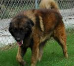 Cute Estrela Mountain dog