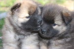 Cute Eurasier puppies