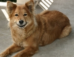 Cute Finnish Spitz dog 