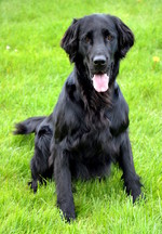 Cute Flat-Coated Retriever dog 