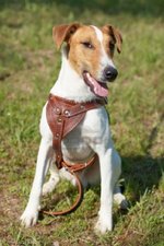 Cute Fox Terrier (Smooth) dog