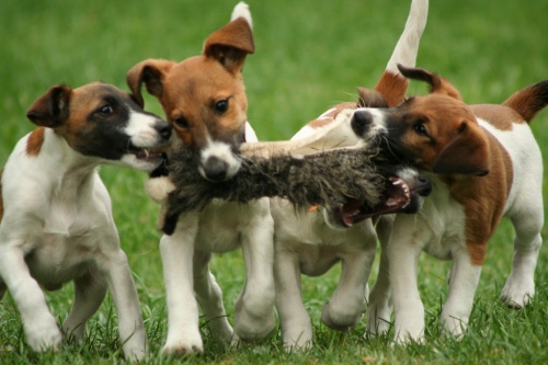 Cute Fox Terrier (Smooth) puppies wallpaper