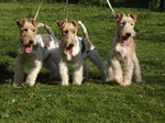 Cute Fox Terrier,Wire dogs