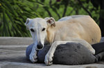 Cute Galgo Español dog