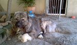 Cute Georgian Shepherd dog