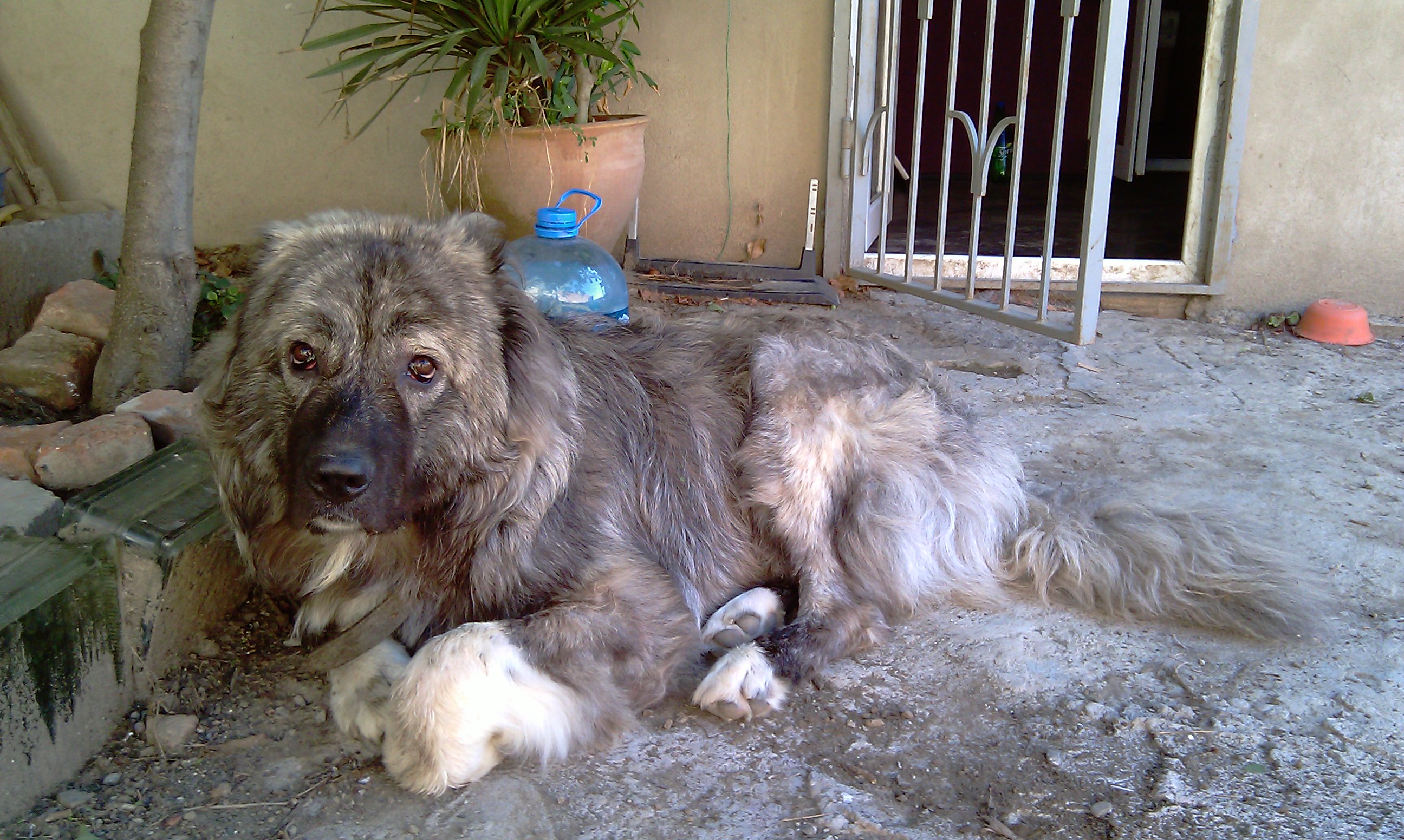Симпатичная грузинская горная собака фото