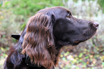 Cute German Longhaired Pointer dog