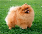 Cute German Spitz dog