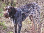 Cute German Wirehaired Pointer dog