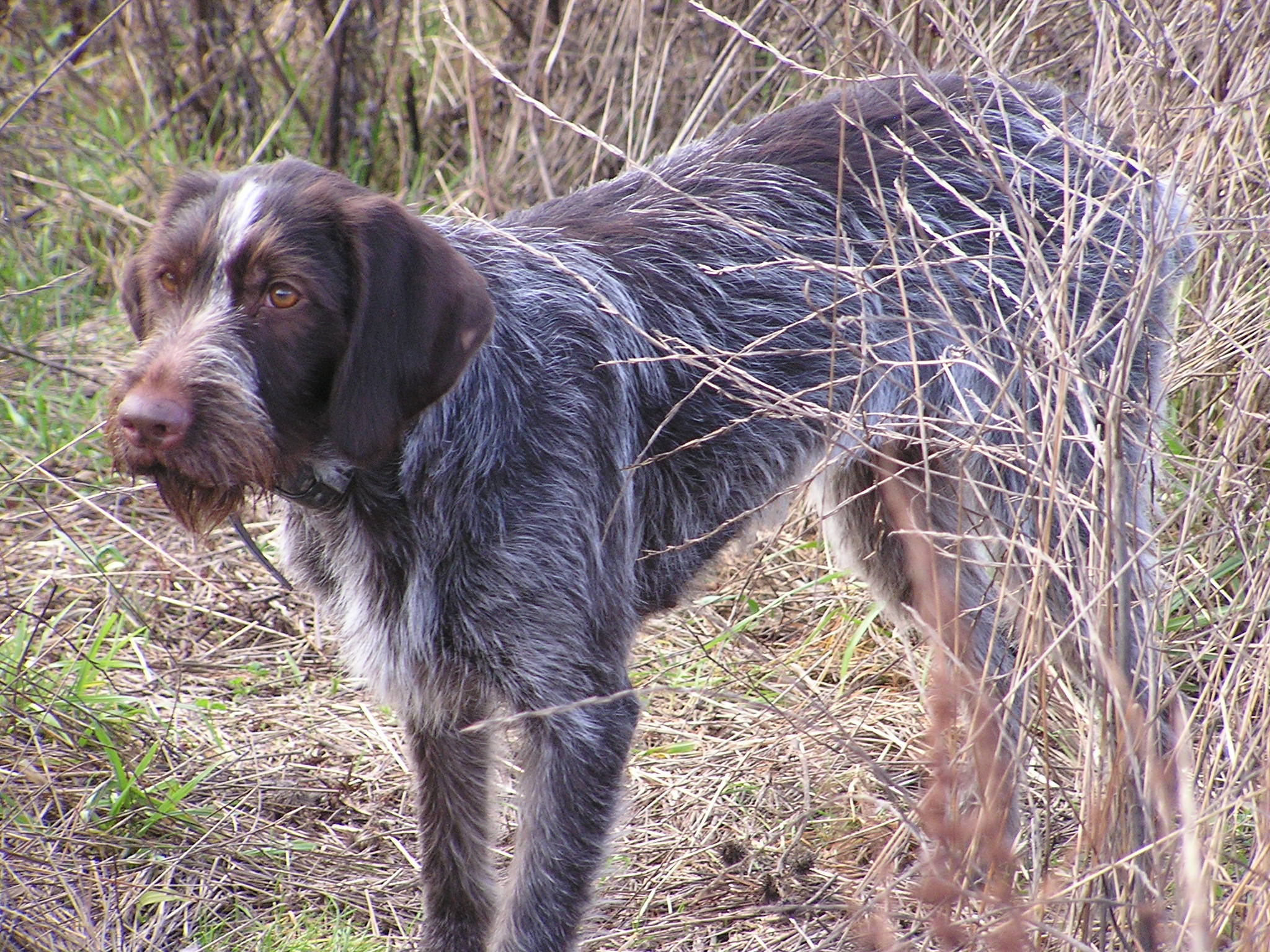 Cute German Wirehaired Pointer dog wallpaper
