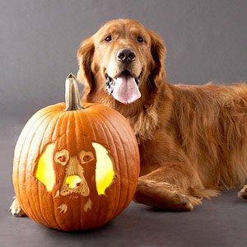 Cute Golden Retriever dog фото