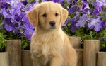 Cute Golden Retriever puppy and flowers