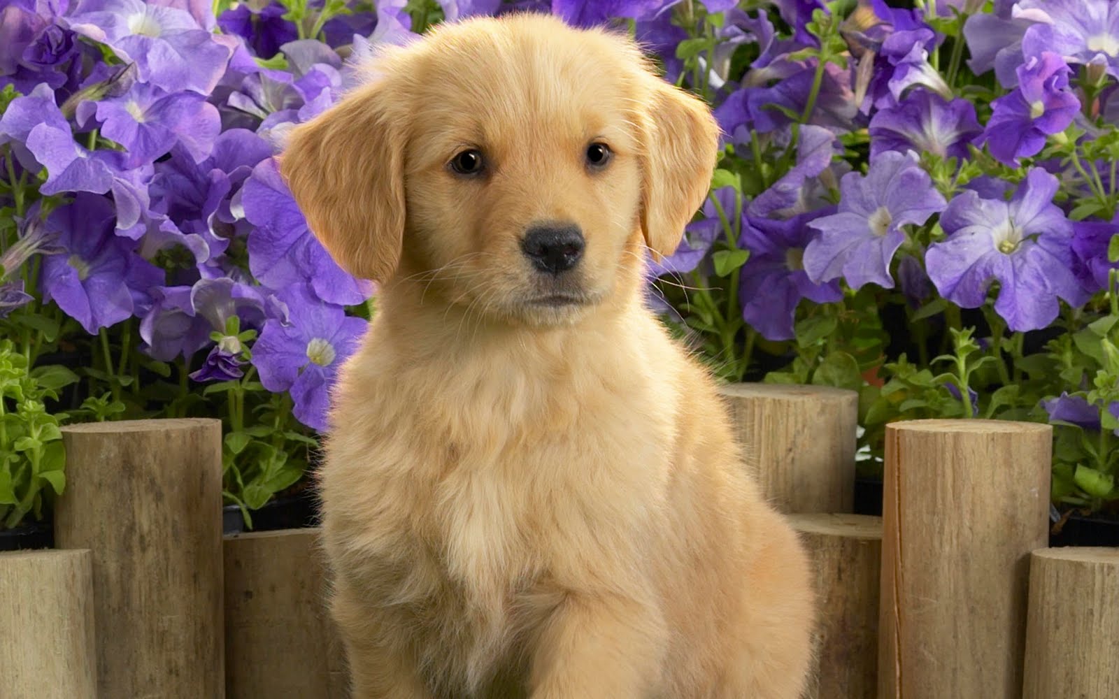 Get top golden retriever breeders midwest