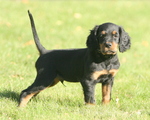 Cute Gordon Setter puppy