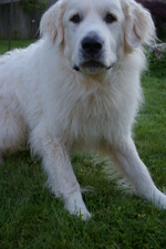 Cute Great Pyrenees dog 