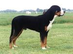 Cute Greater Swiss Mountain Dog 