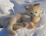 Cute Greenland dog puppy