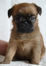 Симпатичный щенок малых бельгийских собак