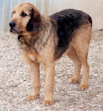 Cute Griffon Fauve de Bretagne dog