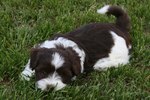 Cute Havanese dog 