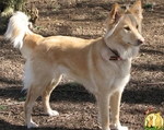 Cute Himalayan Sheepdog dog