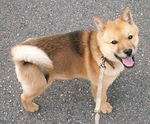 Cute Hokkaido dog