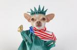 Cute Independence Day Chihuahua