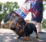 Cute Independence Day Dachshund