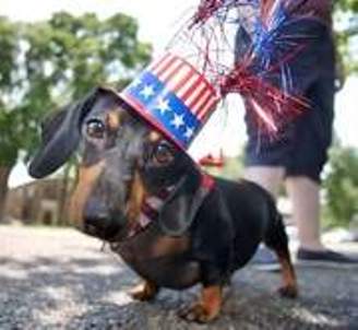 Cute Independence Day Dachshund фото