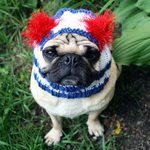 Cute Independence Day Pug 