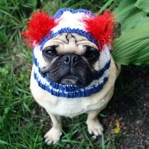Cute Independence Day Pug  фото