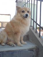 Cute Indian Spitz dog