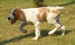 Cute Irish Red and White Setter dog