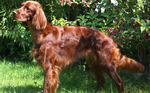 Cute Irish Setter dog 