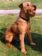 Cute Irish Terrier Dog