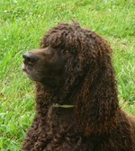 Cute Irish Water Spaniel dog