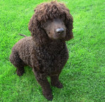 Cute Irish Water Spaniel