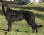 Cute Irish Wolfhound dog 