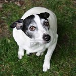 Cute Jack Russell Terrier dog