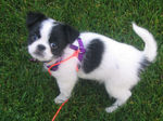 Cute Japanese Chin dog 