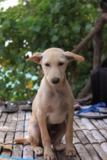 Cute Jonangi dog 