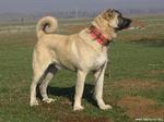 Cute Kangal Dog 