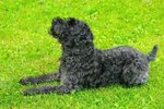 Cute Kerry Blue Terrier